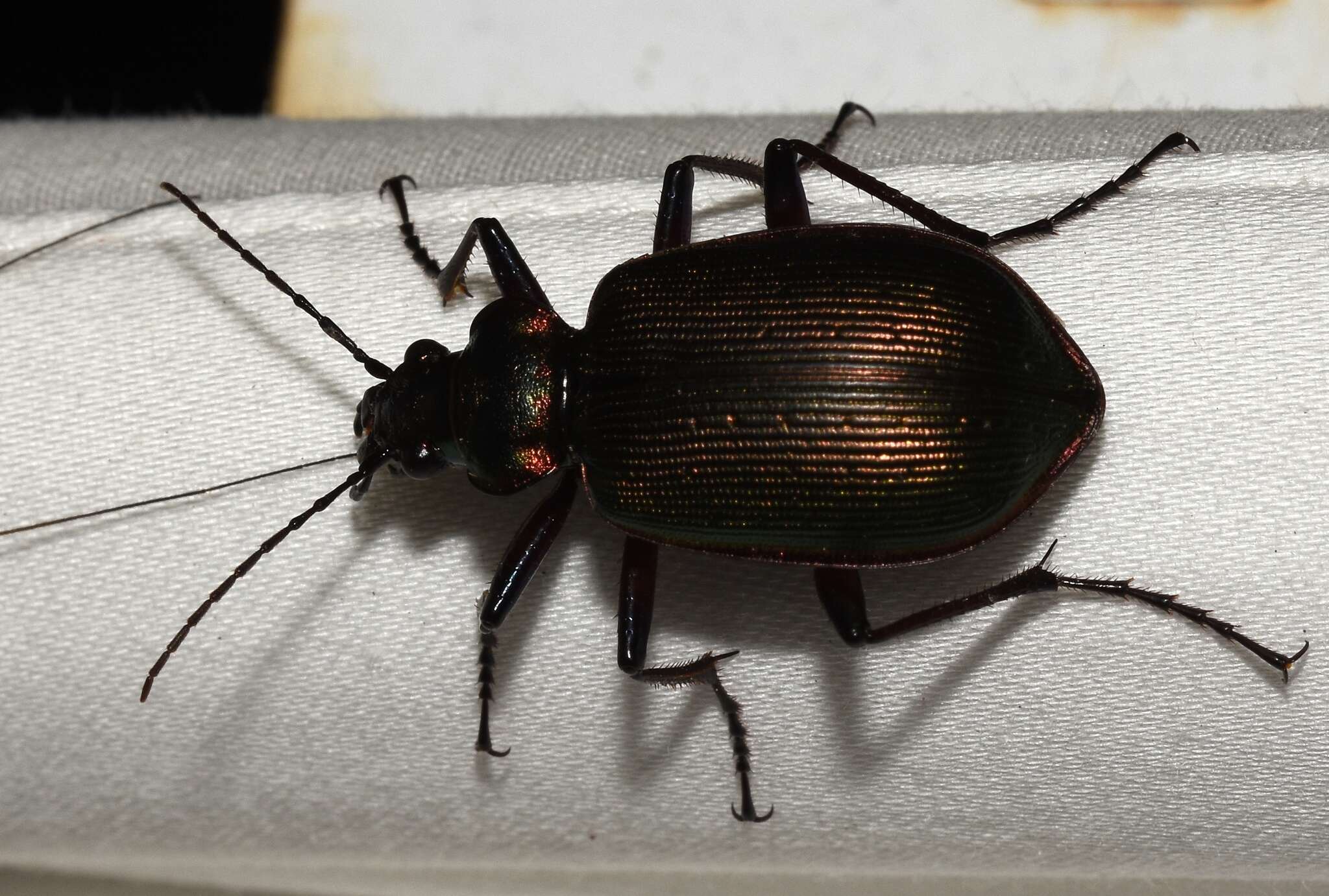 Слика од Calosoma (Calosoma) wilcoxi Le Conte 1847