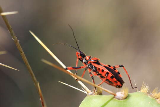 Plancia ëd Rhynocoris rubricus (Germar ex Ahrens 1816)