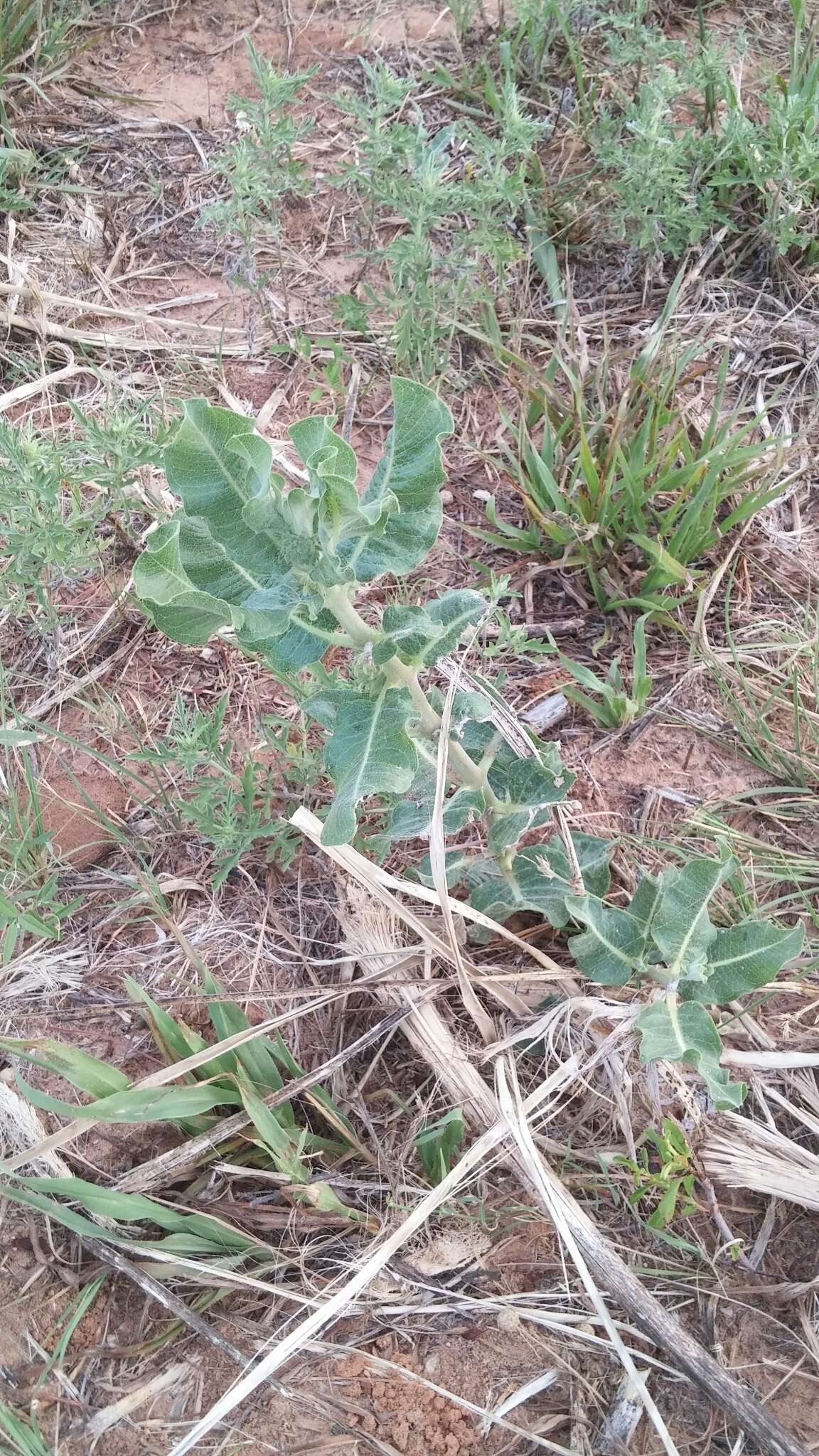 Imagem de Asclepias arenaria Torr.