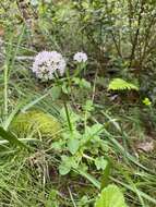 Image of Scouler's Valerian