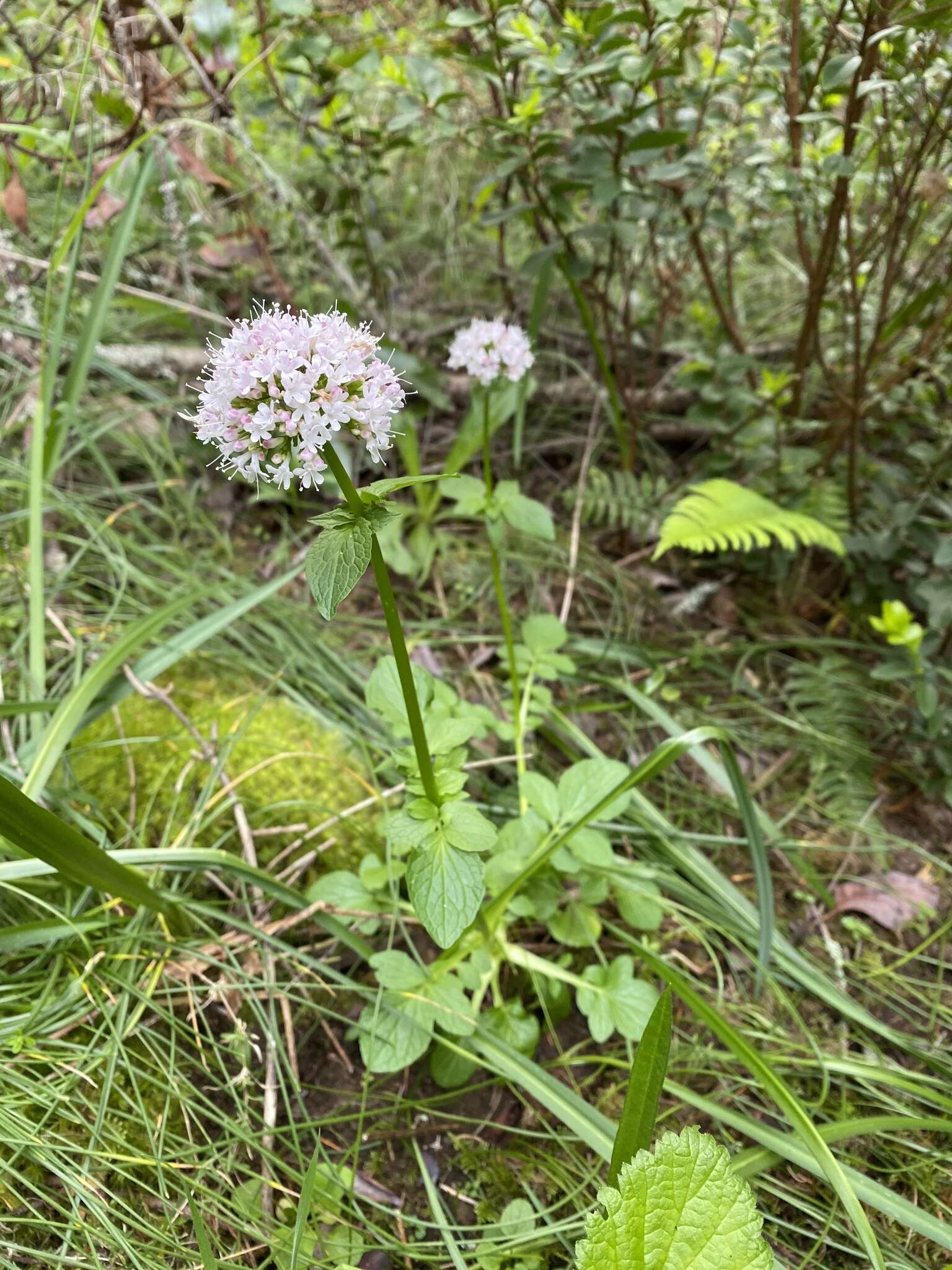 Image of Scouler's Valerian