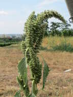 Image of redroot amaranth