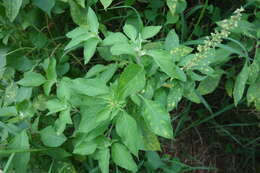 Image of African basil