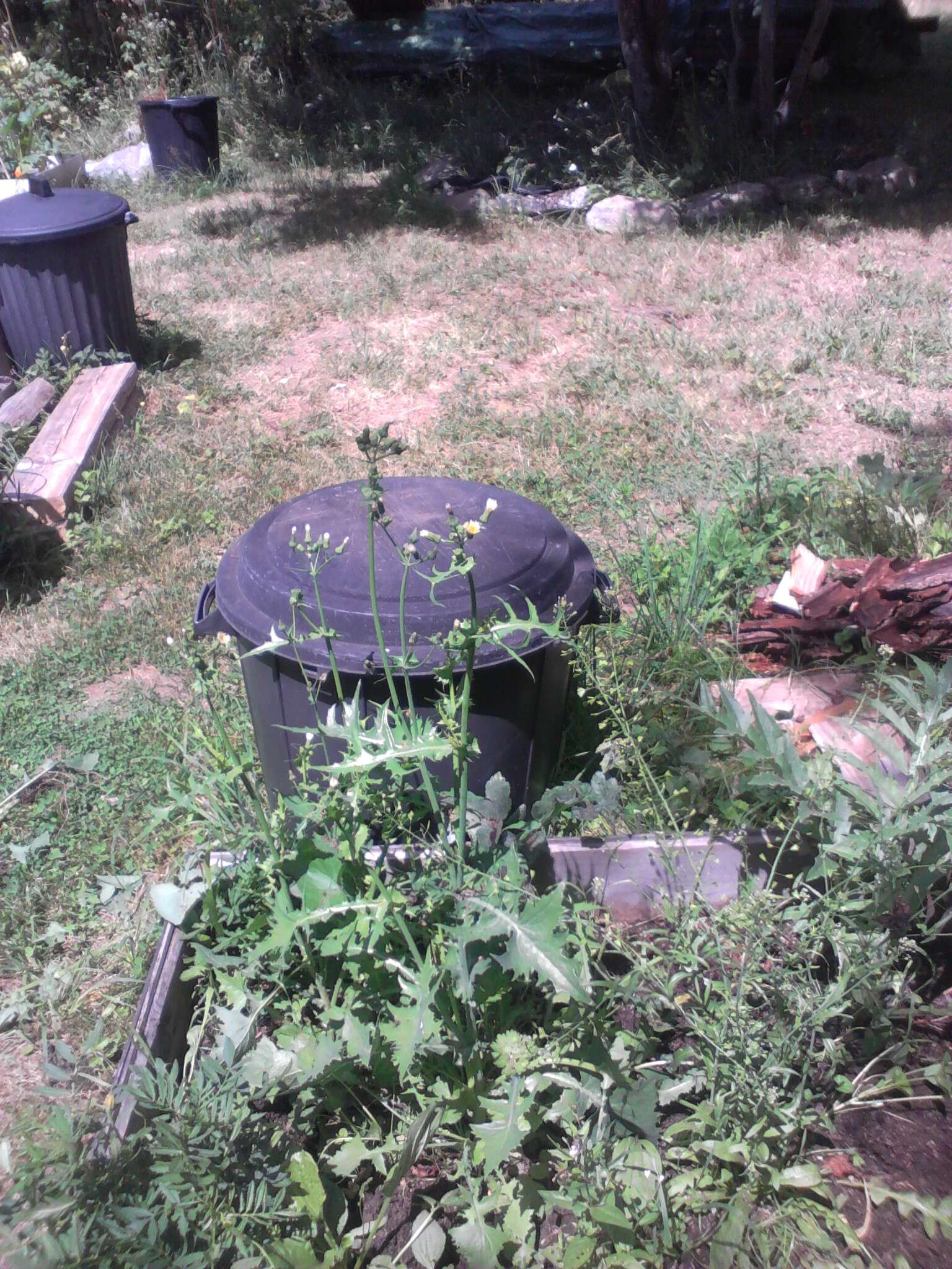 Image of common sowthistle