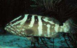 Imagem de Epinephelus striatus (Bloch 1792)