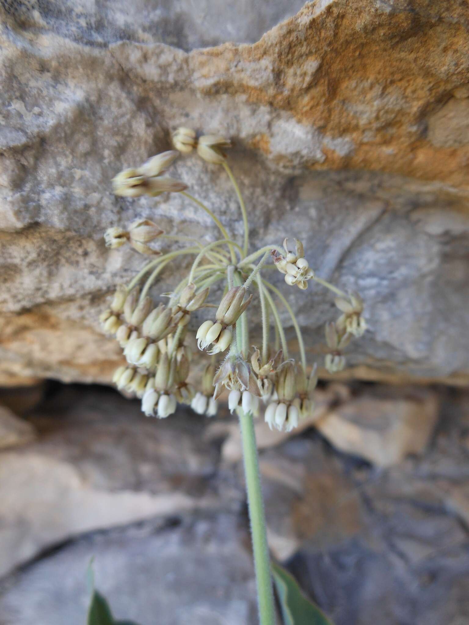 Imagem de Asclepias scaposa Vail