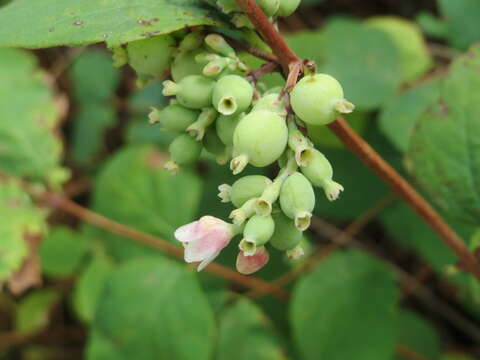 Image of common snowberry