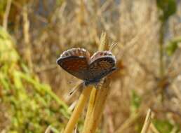 Image of Western pygmy blue