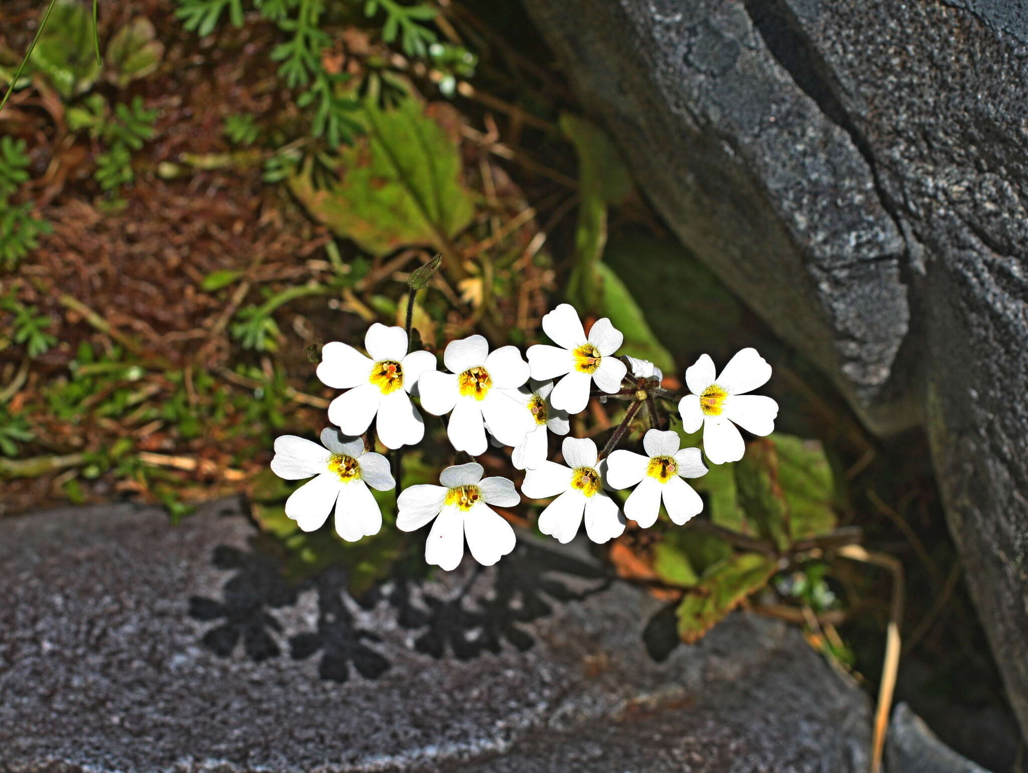 Imagem de Ourisia macrophylla subsp. lactea (L. B. Moore) Meudt