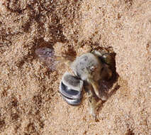 Image of Habropoda pallida (Timberlake 1937)