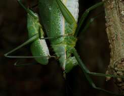 Image de Chloracantha lampra Hebard 1922