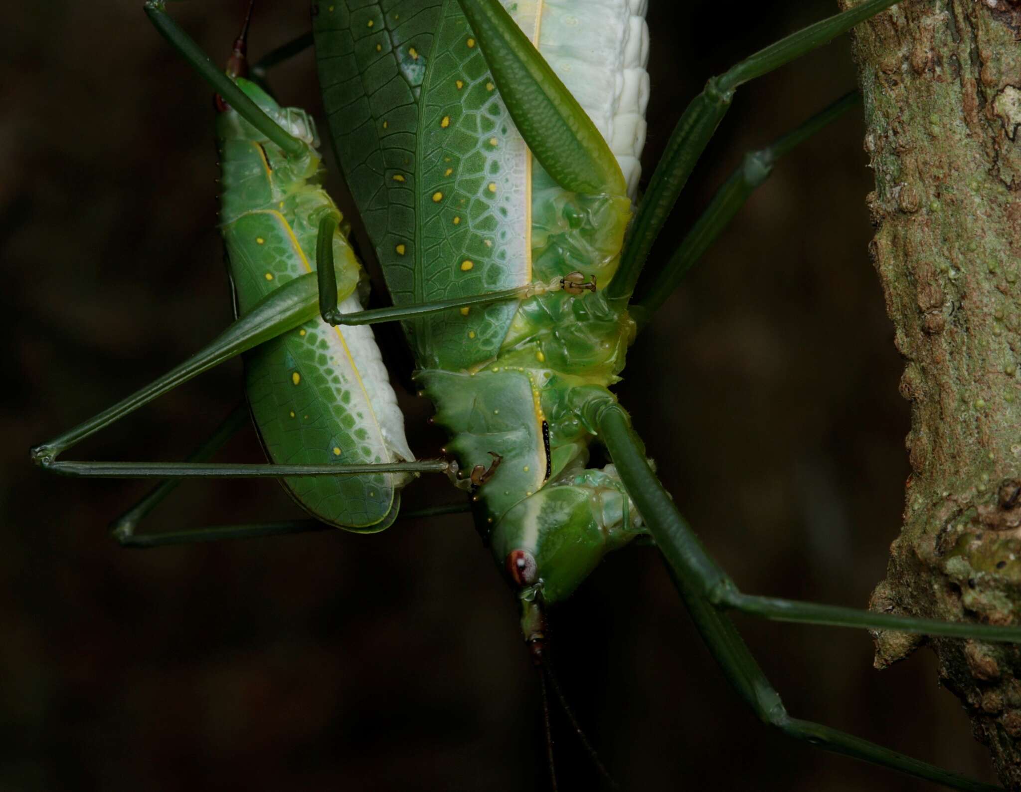 Image of Chloracantha lampra Hebard 1922