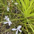 Image of Diaspasis filifolia R. Br.