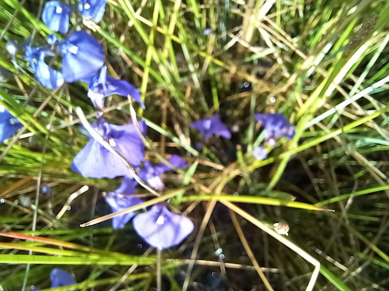 Image of Utricularia beaugleholei R. J. Gassin