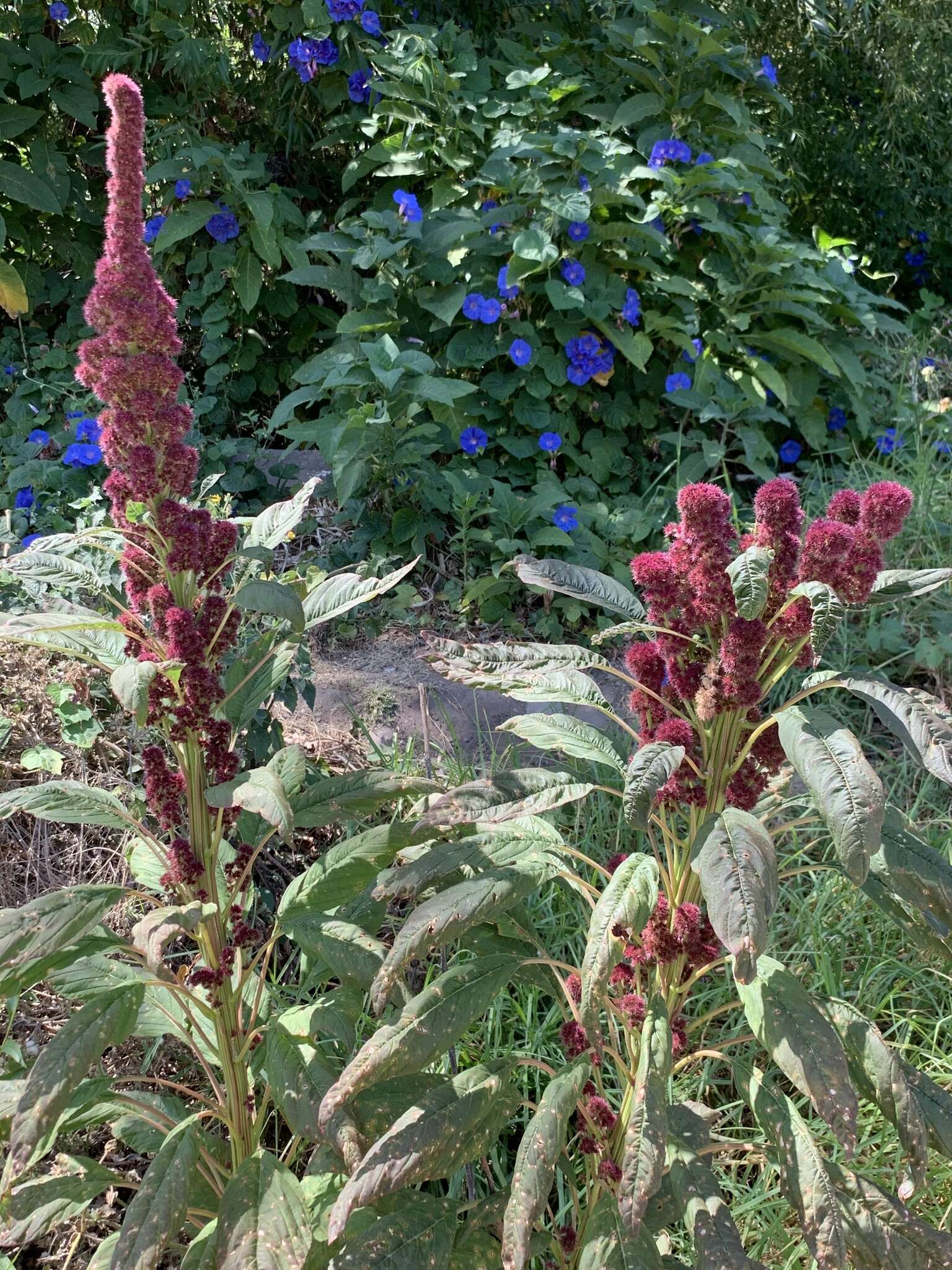 Amaranthus cruentus L. resmi