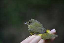 Image of Mourning Warbler