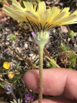 Image of California desertdandelion