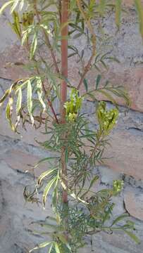 Image of Tagetes terniflora Kunth