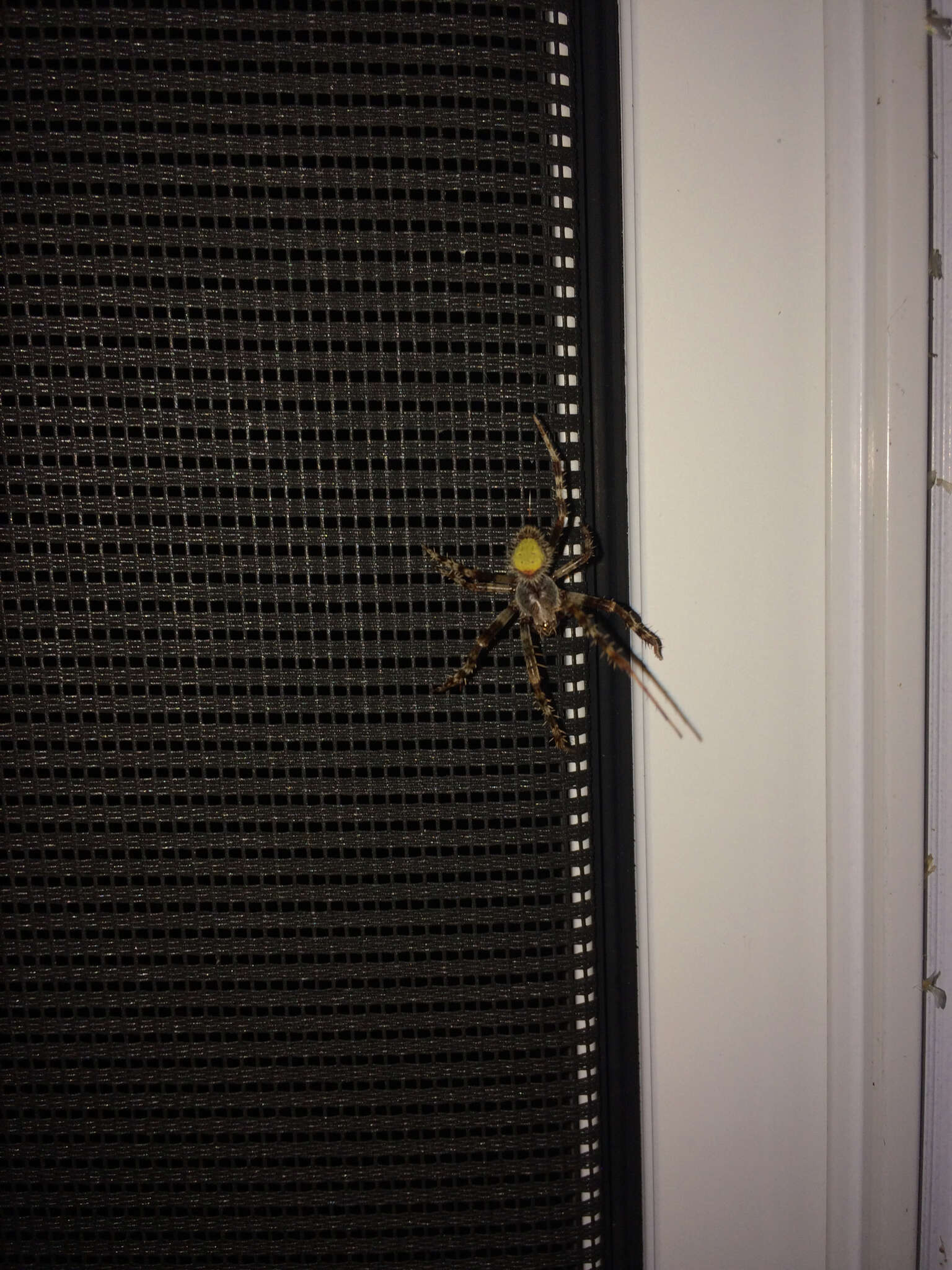 Image of Tropical Orb Weaver