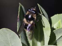 Image of Criorhina nigripes (Williston 1882)