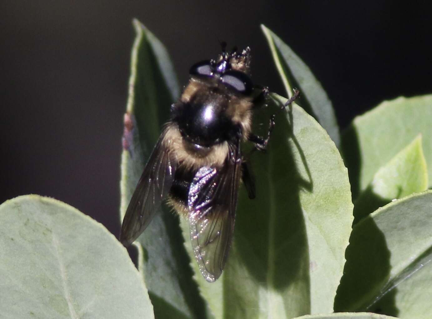 Image de Criorhina nigripes (Williston 1882)