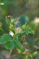 Image of Rosa balsamica Bess.