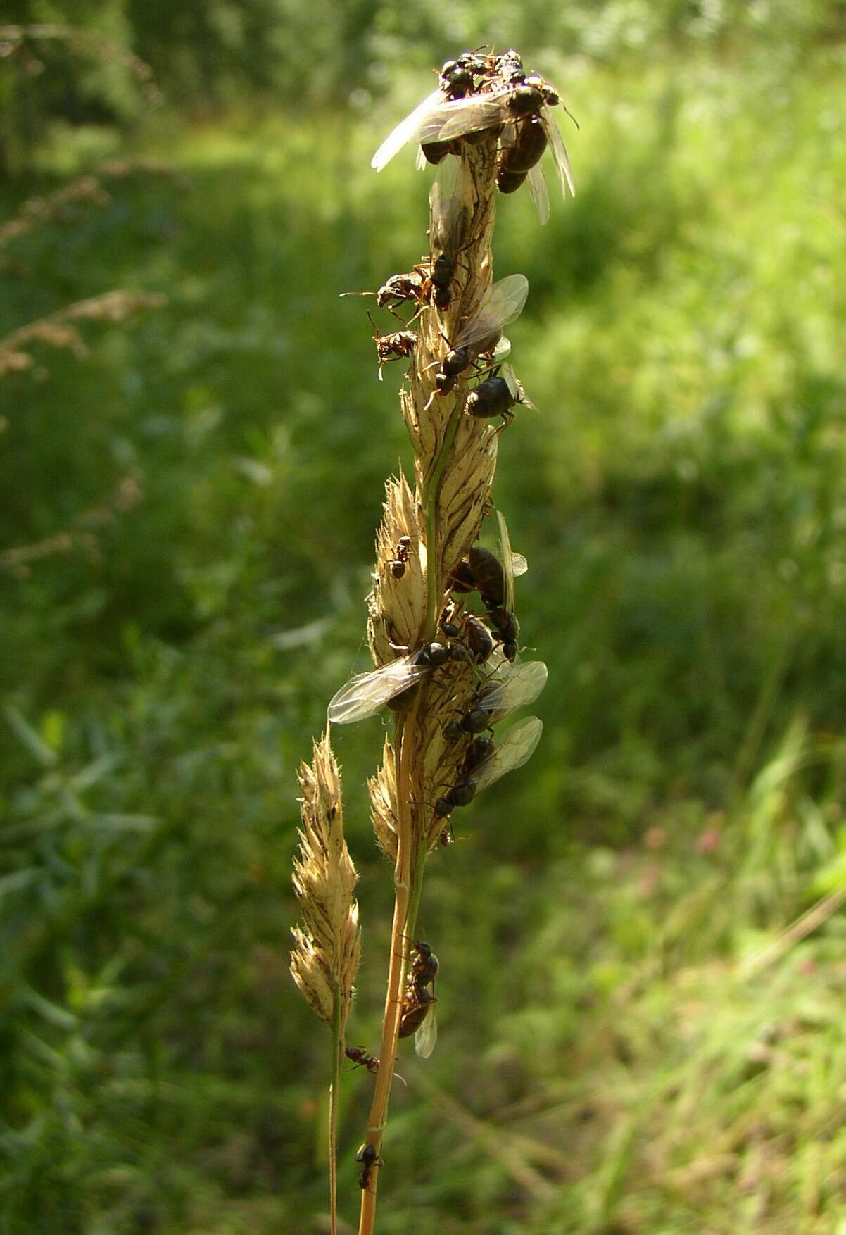 Image of Small black ant