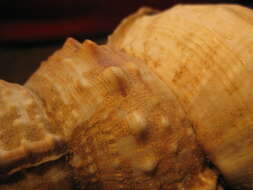 Image of giant frogsnail