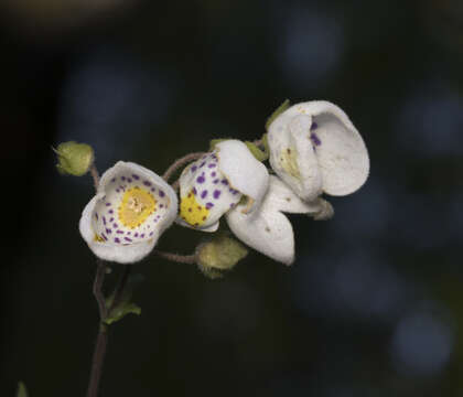 Image of Jovellana violacea (Cav.) G. Don