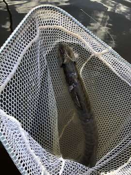 Image of Esox americanus americanus