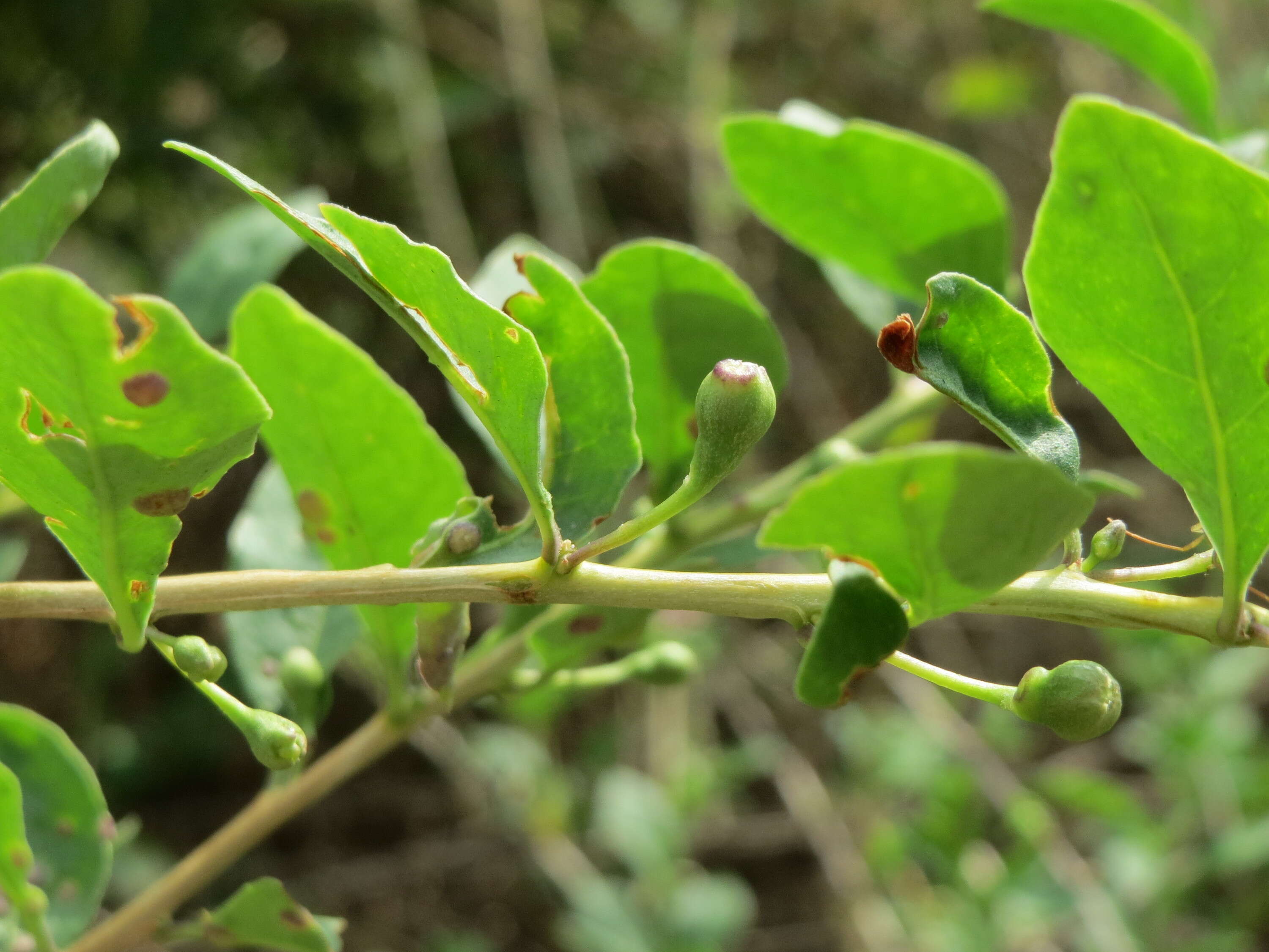 Image of matrimony vine