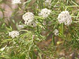 Ozothamnus argophyllus (A. Cunn. ex DC.) A. A. Anderberg resmi