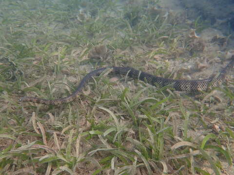 Image of Reef shallows seasnake