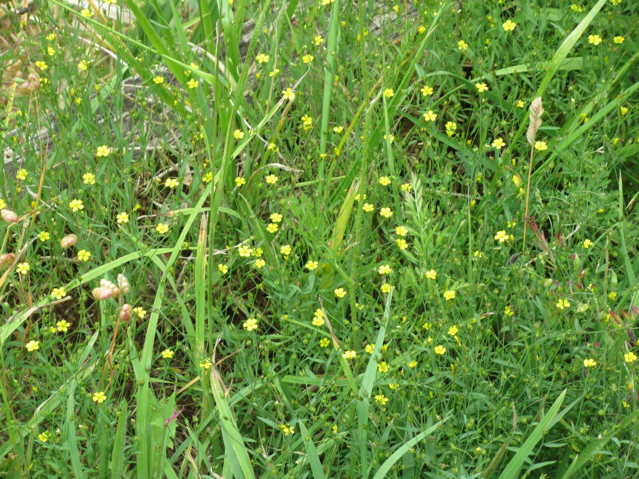 Image de Linum trigynum L.