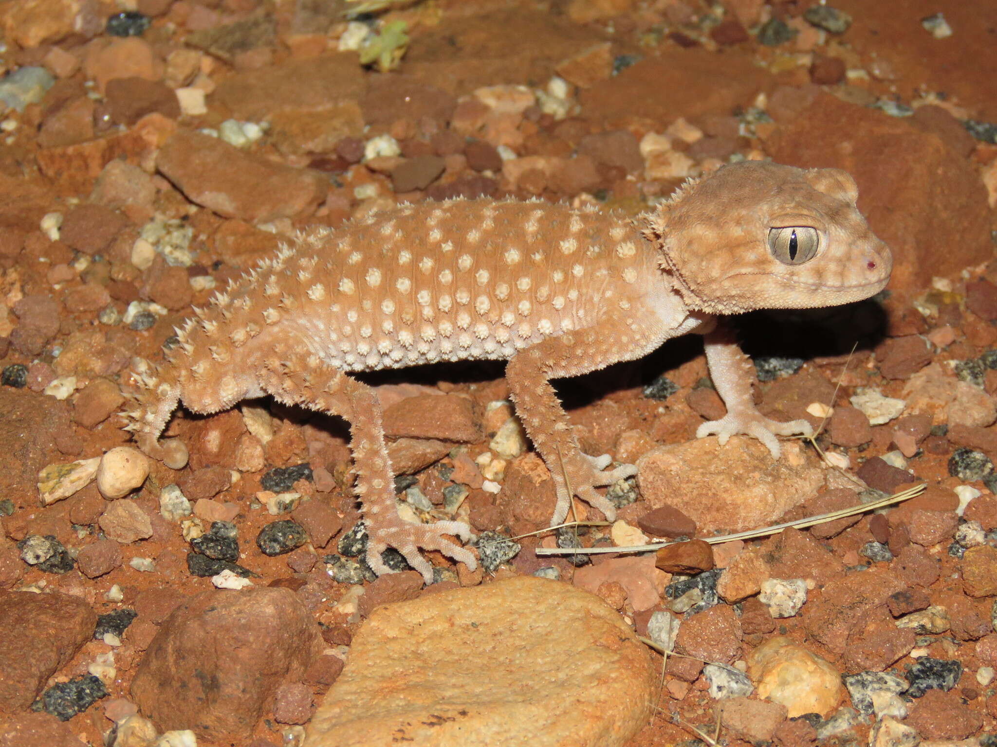 Image of Centralian Rough Knob-tail gecko