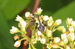 Image of Judolia cordifera (Olivier 1795)