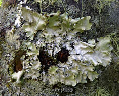 Image of Parmotrema robustum (Degel.) Hale
