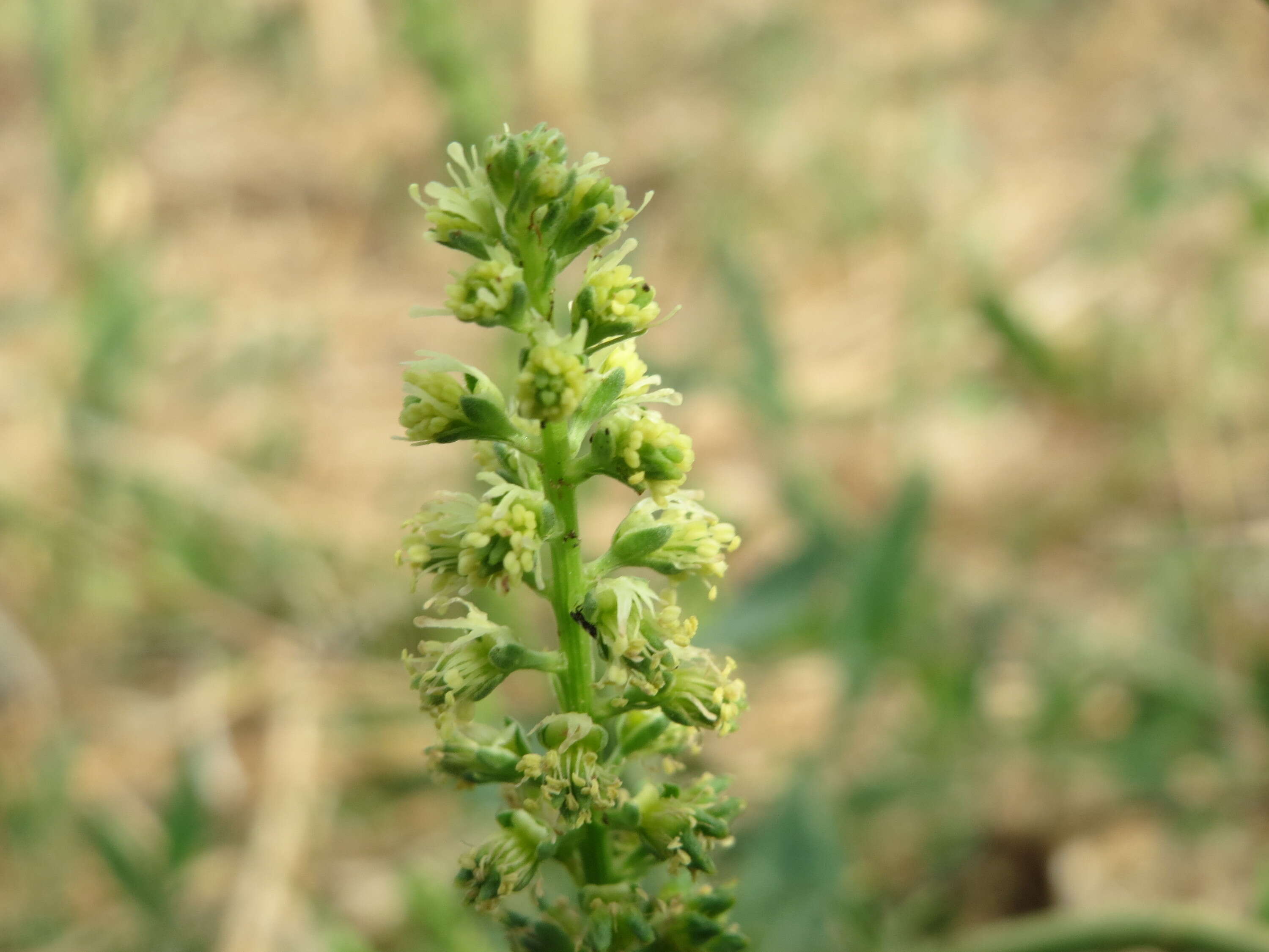 Слика од Reseda lutea L.