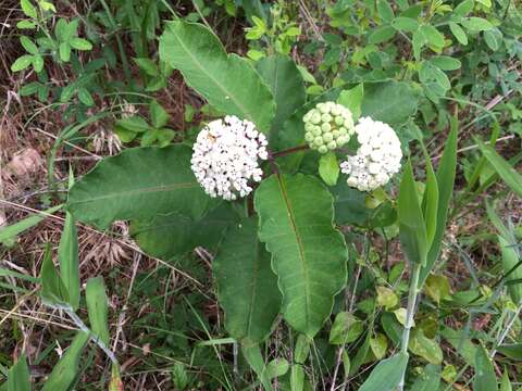 Image of redring milkweed