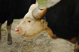 Image of Gaur