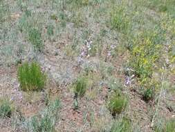 Image of Flagstaff beardtongue