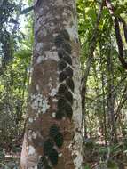 Image de Ficus villosa Bl.