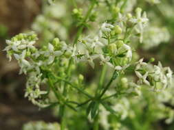 Image of White bedstraw