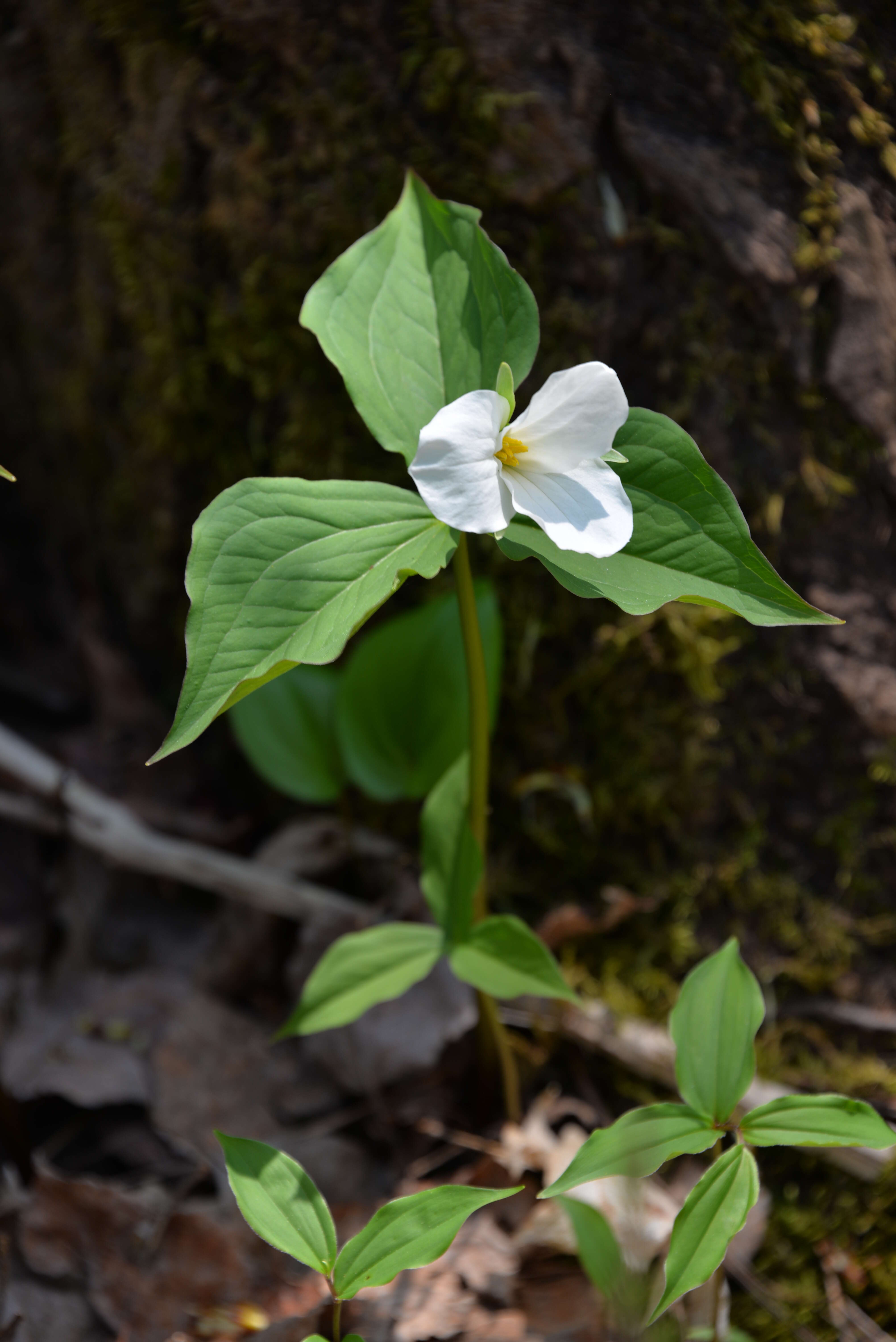 Image of White trillium