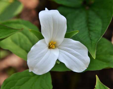 Image of White trillium