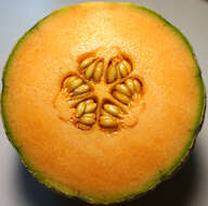 Image of Cucumis melo var. cantalupensis