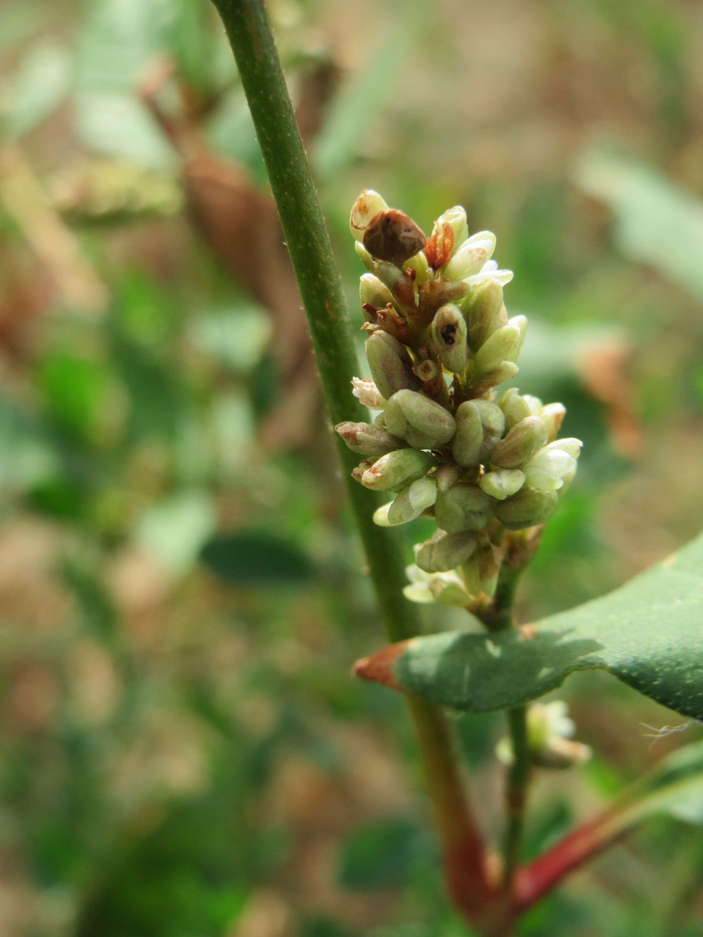 Image of Dock-Leaf Smartweed