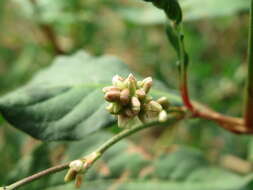 Image of Dock-Leaf Smartweed