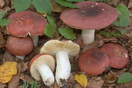 Plancia ëd Russula alutacea (Fr.) Fr. 1838