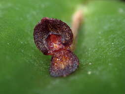 Imagem de Pleurothallis phymatodea Luer